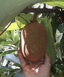Cupassu Fruit Plant