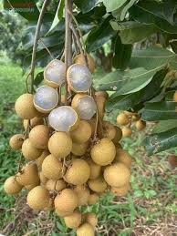 Longan Fruit Plant