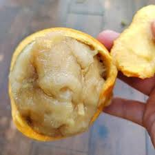 Gogo Fruit Plant