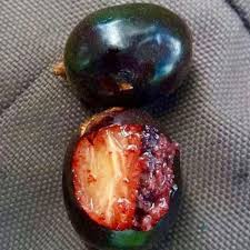 Cherry of the Paramirim Fruit Plant