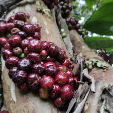 Navel Costada Jaboticaba Fruit Plant