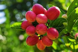 Miracle Fruit Plant