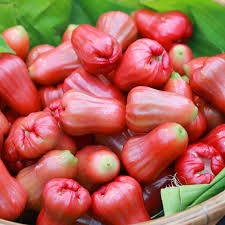 Bangkong Chamba Live Fruit Plant