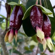 Savannah Cherry Fruit Plant