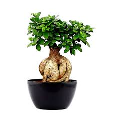 Ficus Bonsai Live Plant (With 4 Inch Pot)