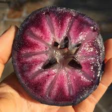 Purple Star Apple Fruit Plant