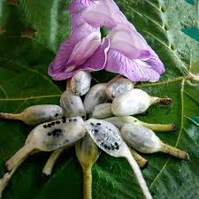 Lemba Fruit Plant