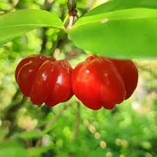 Red Surinam Cherry Fruit Plant