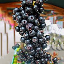 Lipote Fruit Plant