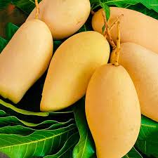 Nam Doc Mai Live Exotic Fruit Plant