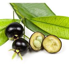 Grumichama Fruit Plant