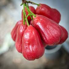 Bangkong Chamba Live Fruit Plant