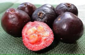 Purple Forest Guava Fruit Plant