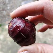 Giant Red Crystal Jaboticaba Fruit Plant