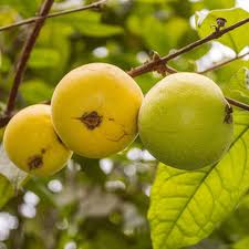 Araza Boi Fruit Plant