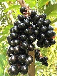 Chamaliang Fruit Plant