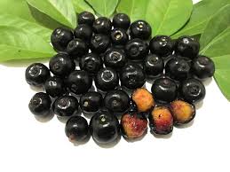 Guamirim Live Fruit Plant