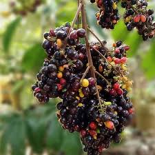 Kak Jam Fruit Plant