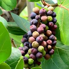 Sea Grape Live Fruit Plant