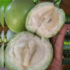 Green Star Apple Fruit Plant