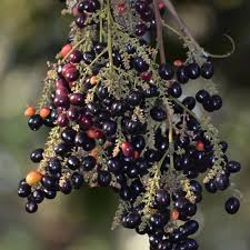 Kak Jam Fruit Plant