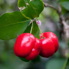 Acerola Cherry Live Fruit Plant