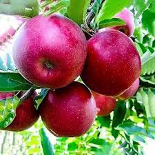 Red Nance Fruit Plant