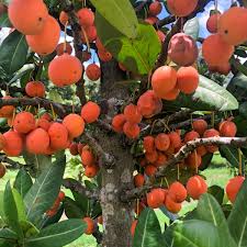 Preah Dak Fruit Live Plant