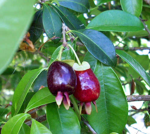 Cherry of Rio Grande Fruit Plant
