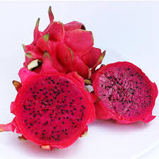 Dragon Fruit Plant
