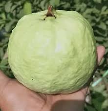 VNR Guava Live Fruit Plant