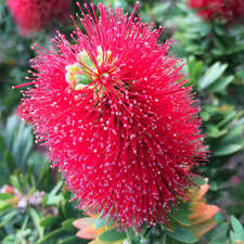 Little John Live Plant