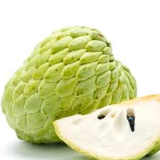 Taiwan Sugar Apple Live Plant