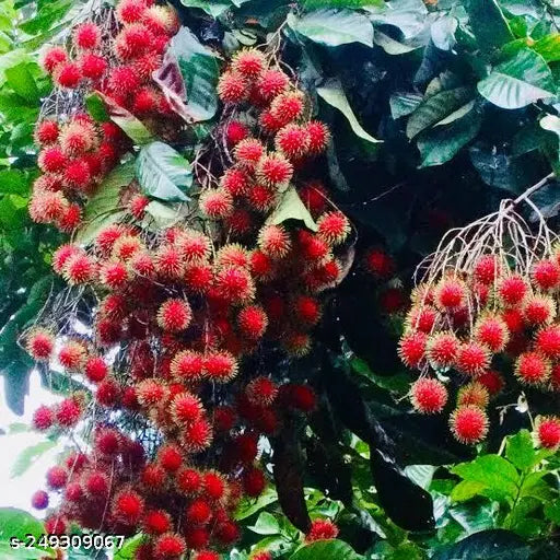 Rambutan Caesar Live Fruit Plant