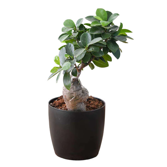 Ficus Bonsai Live Plant (With 4 Inch Pot)