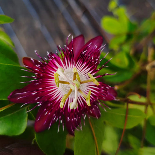 Passion Flower Live Plant