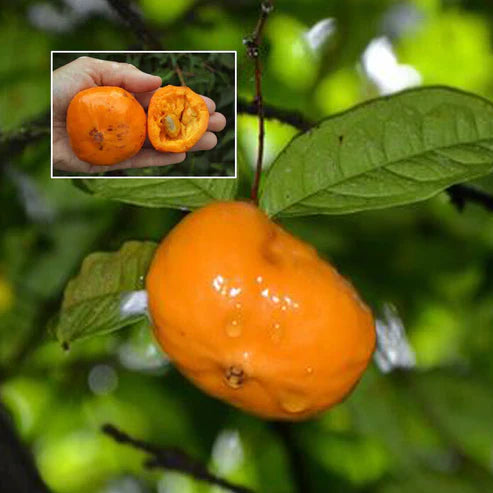 Sundrop Fruit Plant