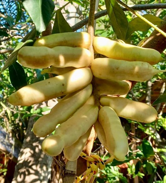 Guama Ice Cream Bean Fruit Plant